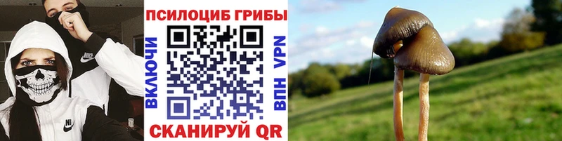 Купить закладки  Острогожск  Псилоцибиновые грибы GOLDEN TEACHER 